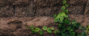 Des plantes grimpantes vertes poussent sur un mur de terre brun, montrant des feuilles en forme de cœur.
